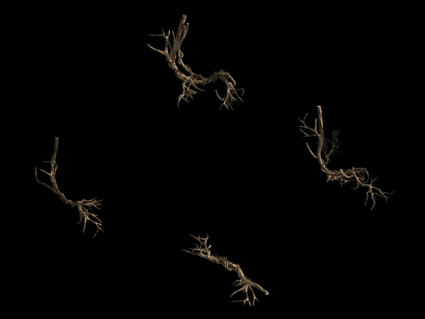 Plant-green-climbing-vine 05