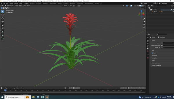 Plant  Guzmania - Bromeliad