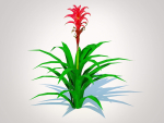 Plant  Guzmania - Bromeliad