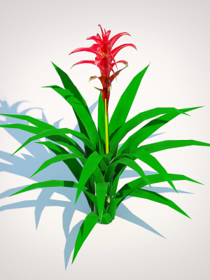 plant-guzmania-bromeliad-3d-model-5aaf69d47b