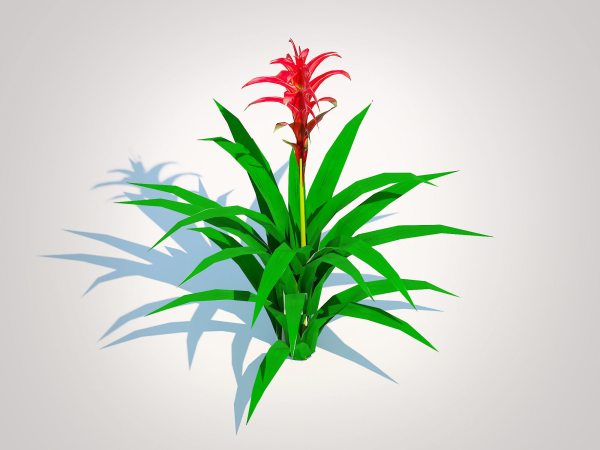 Plant  Guzmania - Bromeliad