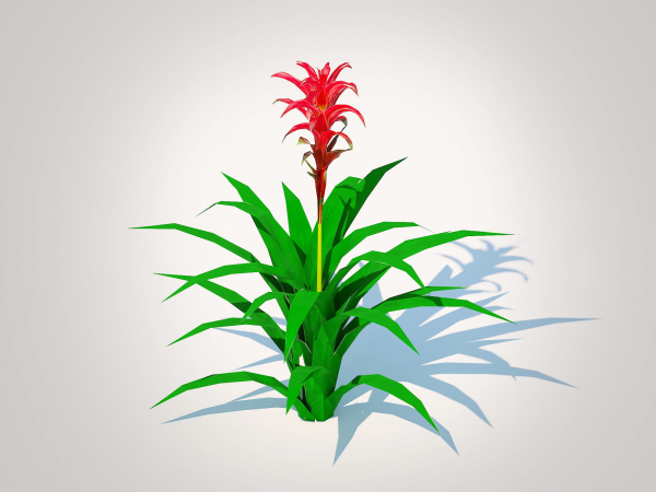 Plant  Guzmania - Bromeliad