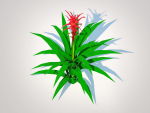 Plant  Guzmania - Bromeliad