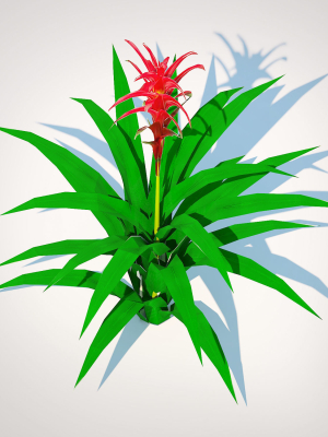 Plant  Guzmania - Bromeliad