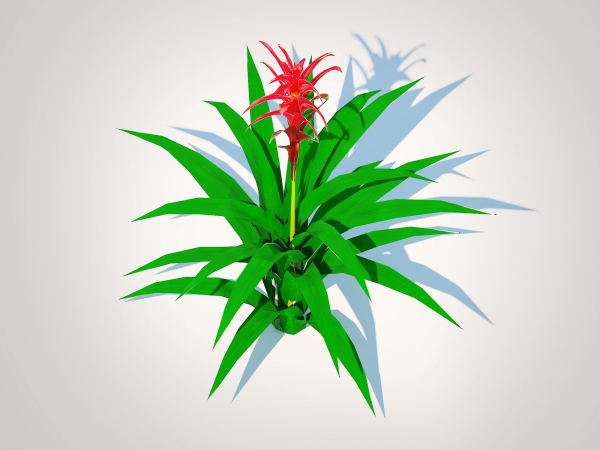 Plant  Guzmania - Bromeliad