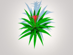 Plant  Guzmania - Bromeliad