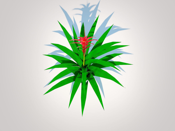 Plant  Guzmania - Bromeliad
