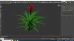 Plant  Guzmania - Bromeliad