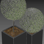 plant in pots  13