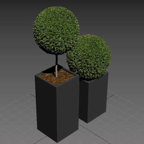 plant in pots  13