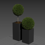 plant in pots  13
