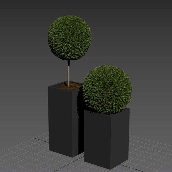 plant in pots  13