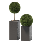 plant in pots  13