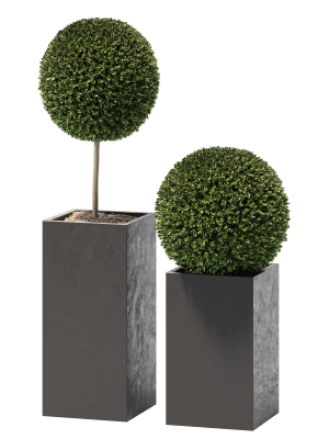 plant in pots  13