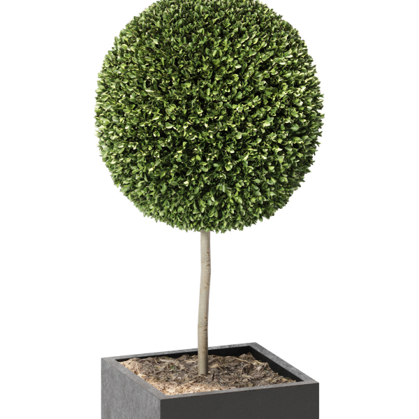 plant in pots  13