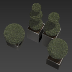 plant in pots   set 14