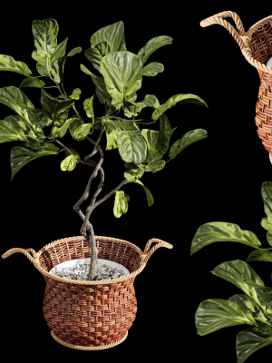 plant-indoor-fiddle-leaf-fig02-3d-model-max-obj-fbx-mat