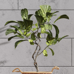 Plant Indoor Fiddle Leaf Fig02