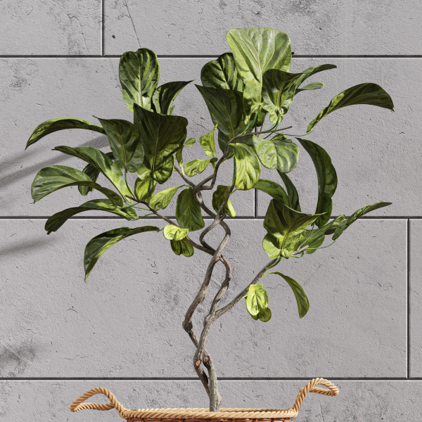 Plant Indoor Fiddle Leaf Fig02
