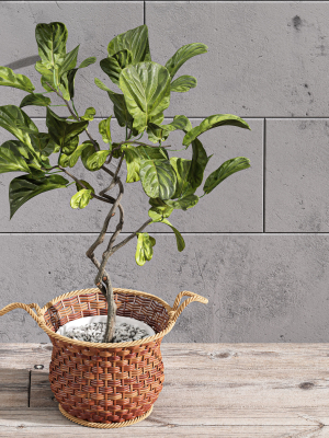 Plant Indoor Fiddle Leaf Fig02