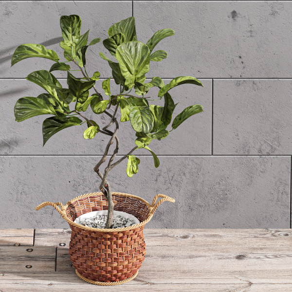 Plant Indoor Fiddle Leaf Fig02