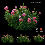 Plant rose set 01