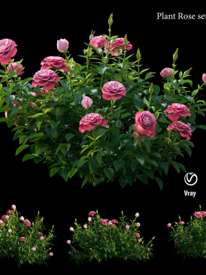 Plant rose set 01