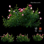 Plant rose set 01