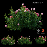 Plant rose set 01