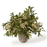 Plant w03