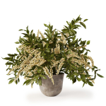 Plant w03