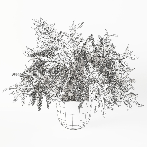 Plant w03