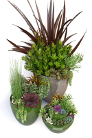 Plants 3 planter with succulents in it
