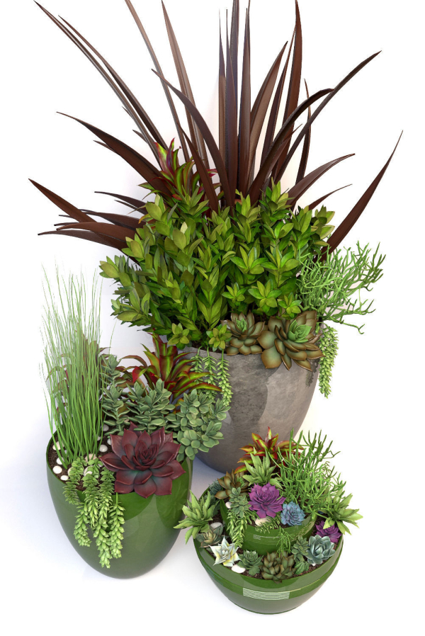 Plants 3 planter with succulents in it