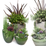 Plants 3 planter with succulents in it