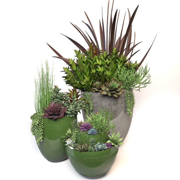Plants 3 planter with succulents in it
