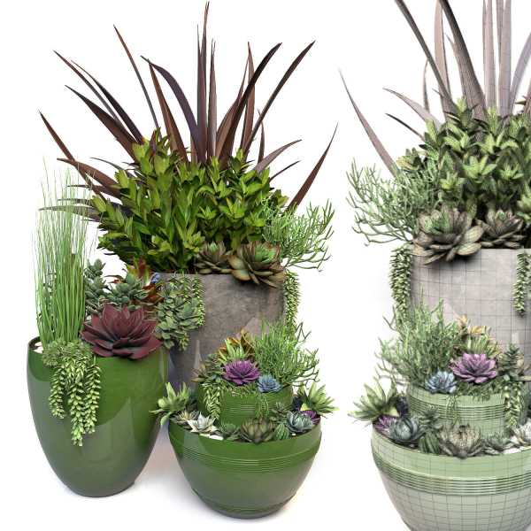 Plants 3 planter with succulents in it
