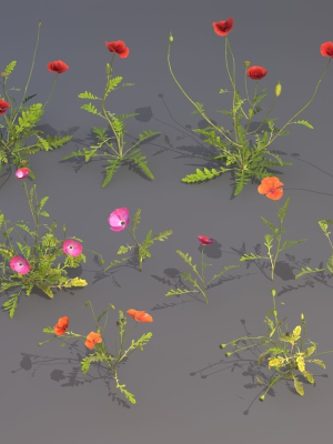 Plants poppies