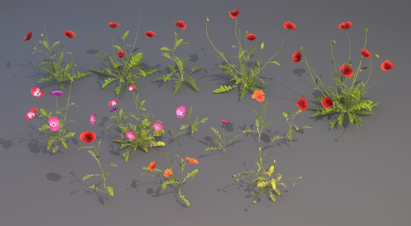Plants poppies