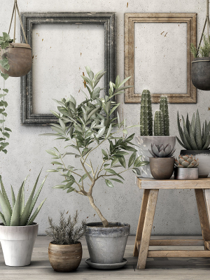 Plants potted on wooden stool