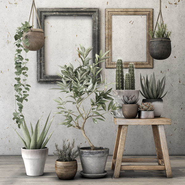 Plants potted on wooden stool