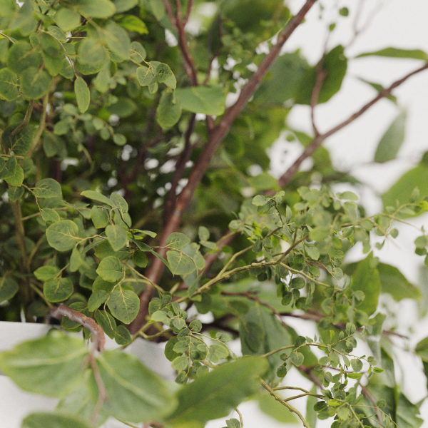 Plants Bouquets