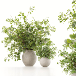 Plants Bouquets