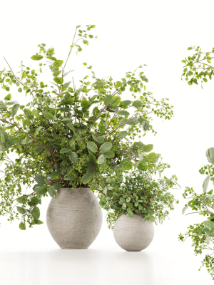 Plants Bouquets