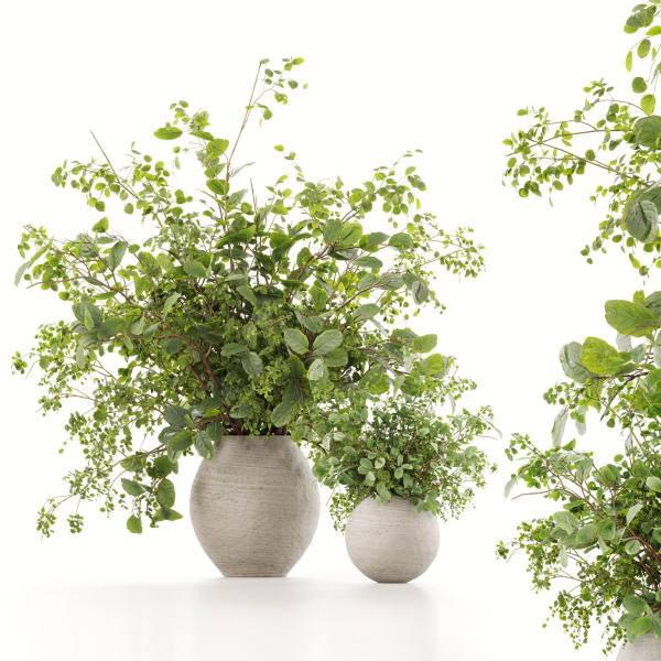 Plants Bouquets