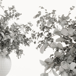 Plants Bouquets