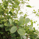 Plants Bouquets