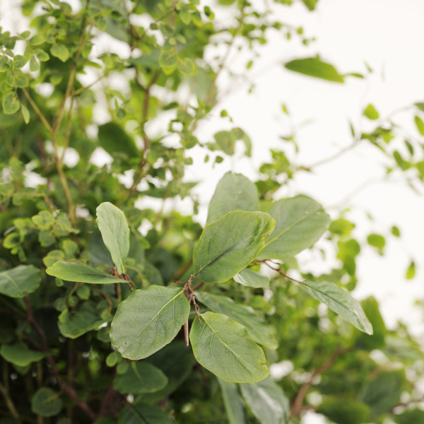 Plants Bouquets
