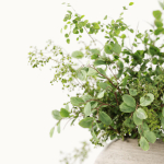 Plants Bouquets