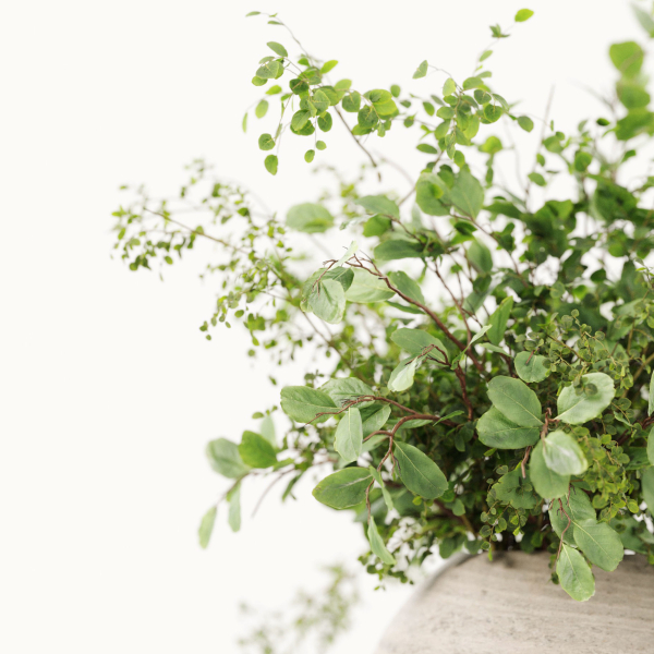 Plants Bouquets